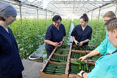 Первые огурцы нового урожая собрали овощеводы тепличного хозяйства \"Брилево\"