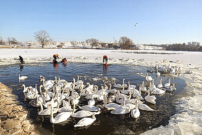 В Бресте расчищают полыньи для зимующих птиц