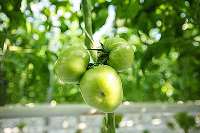 Фермеры Столинского района наращивают объемы производства овощей