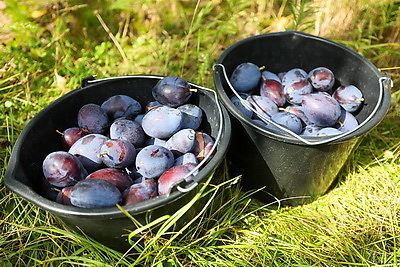 Весом 100 грамм и больше куриного яйца. Урожай слив собирают в Щучинском районе