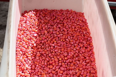 \"Погода испытывает на прочность, но мы не пасуем\". В Быховском районе активно сеют кукурузу на зерно