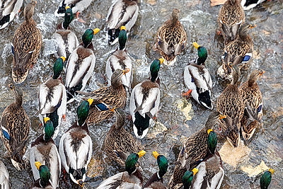 ФОТОХРОНИКА начинает новый информационный день