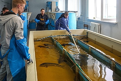 Специалистов для рыбоводства готовят в БГСХА