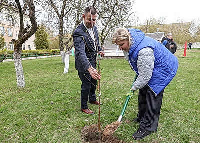 \"Символ мая, Победы, добра и плодородия\". В Беларуси проходит акция \"Яблоневый сад\"
