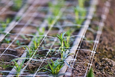 Около 500 тыс. тюльпанов ежегодно выращивает молодой фермер из Дрогичина