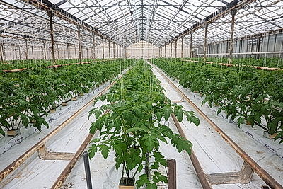 Кировский район начал сбор первого в этом году урожая ароматных тепличных огурцов