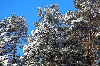 Зимний пейзаж