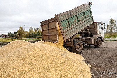 В Беларуси идет массовая уборка кукурузы