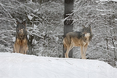 Зимний день в Березинском биосферном заповеднике