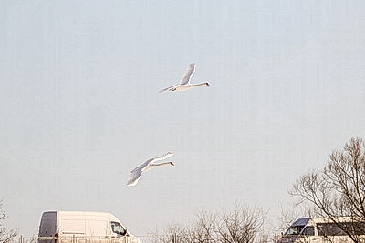 В Бресте расчищают полыньи для зимующих птиц