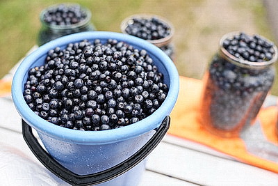 Cезон заготовок: Белкоопсоюз принимает продукцию у населения