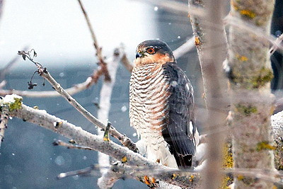 ФОТОХРОНИКА начинает новый информационный день