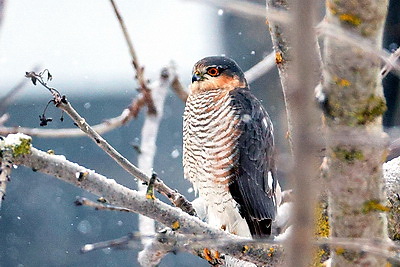 ФОТОХРОНИКА начинает новый информационный день