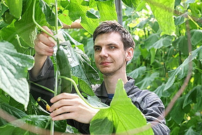 Мартовское путешествие в лето. Как в теплицах Гродненской овощной фабрики растят богатый урожай