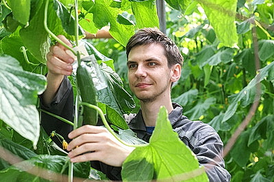 Мартовское путешествие в лето. Как в теплицах Гродненской овощной фабрики растят богатый урожай