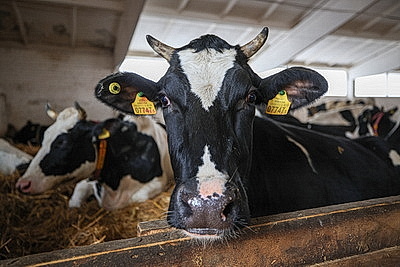 Лукашенко посетил МТК в Логойском районе