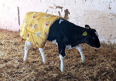 Теплые одеяла для согрева телят передали активисты Витебского областного отделения БСЖ