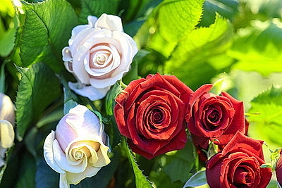 Первые тысячи роз и тюльпанов срезали в теплицах \"Витебского Зеленстроя\"