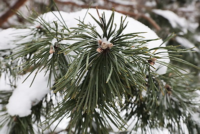 \"Шишки на вес золота\". Как в Белыничском лесхозе заботятся о будущем леса