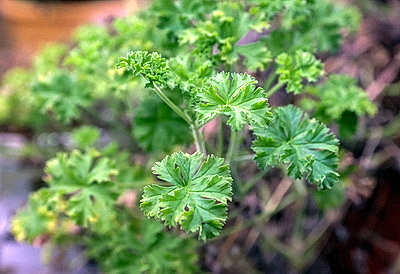 Тюльпаны продолжают расти даже в вазе. В Гомельском опытном лесхозе рассказали об особенностях букетов