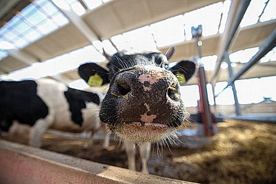 Лукашенко ознакомился с развитием мясного скотоводства и молочной отрасли