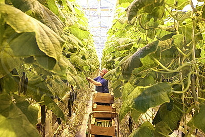 Минский парниково-тепличный комбинат к 8 Марта вырастит более 200 тыс. тюльпанов и около 60 тыс. роз