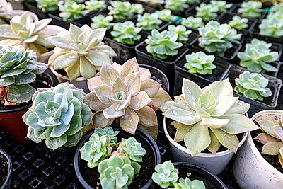 Полностью ручная работа. Более миллиона цветов готовят к высадке на улицах Витебска