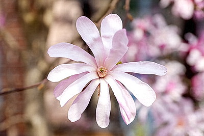 В Бресте распустилась магнолия