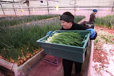 На Гродненской овощной фабрике ухаживают за рассадой, готовят ее к высадке