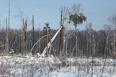 При разработке труднодоступных лесосек планируют заготовить около 600 тыс. куб.м древесины