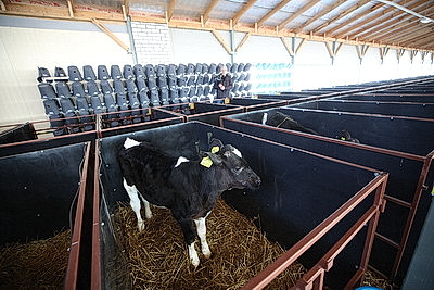 Лукашенко ознакомился с развитием мясного скотоводства и молочной отрасли