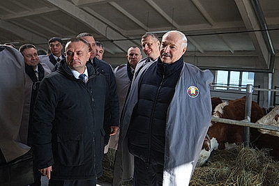 Лукашенко ознакомился с развитием мясного скотоводства и молочной отрасли