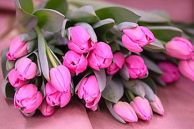 В Гродно готовятся к самому красивому весеннему празднику и начали срезку тюльпанов