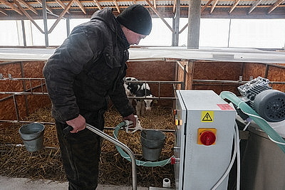В тепле и с дополнительными порциями молока: как в Могилевской области содержат телят в морозы