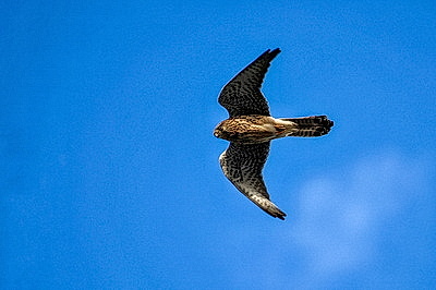 ФОТОХРОНИКА начинает новый информационный день