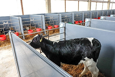 В Минской области в 2026 году планируют построить 111 профилакториев на 20 тыс. телят