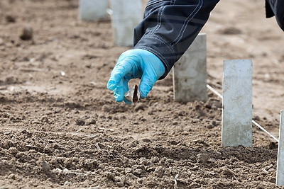 В Могилевском районе стартовал сев селекционных образцов льна-долгунца