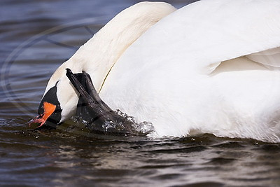 Весна. Белоснежные лебеди на водохранилище Дрозды