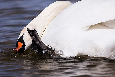 Весна. Белоснежные лебеди на водохранилище Дрозды