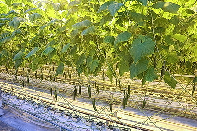 Минский парниково-тепличный комбинат к 8 Марта вырастит более 200 тыс. тюльпанов и около 60 тыс. роз