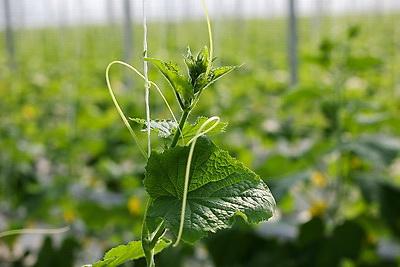 В Столинском районе созревает второй урожай огурцов в теплице