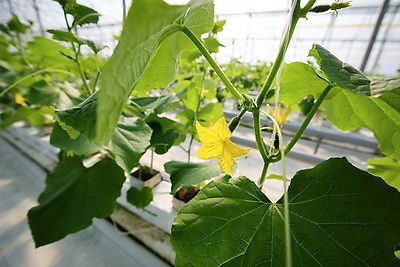 В Столинском районе созревает второй урожай огурцов в теплице