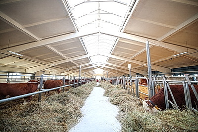 Лукашенко ознакомился с развитием мясного скотоводства и молочной отрасли