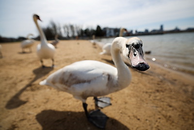Весна. Белоснежные лебеди на водохранилище Дрозды