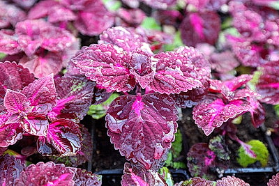 Полностью ручная работа. Более миллиона цветов готовят к высадке на улицах Витебска