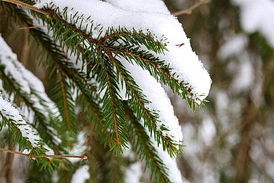 Снежный зимний день