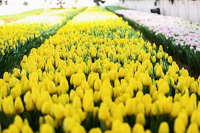 Около 500 тыс. тюльпанов ежегодно выращивает молодой фермер из Дрогичина