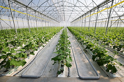 В Столинском районе созревает второй урожай огурцов в теплице