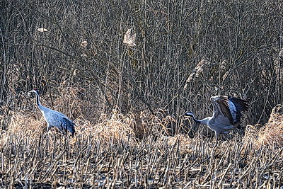 Перелетные птицы массово возвращаются в Беларусь