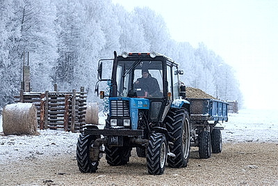 Зубры далеко не отходят, в лесу стоят и ждут. Как подкармливают животных зимой?